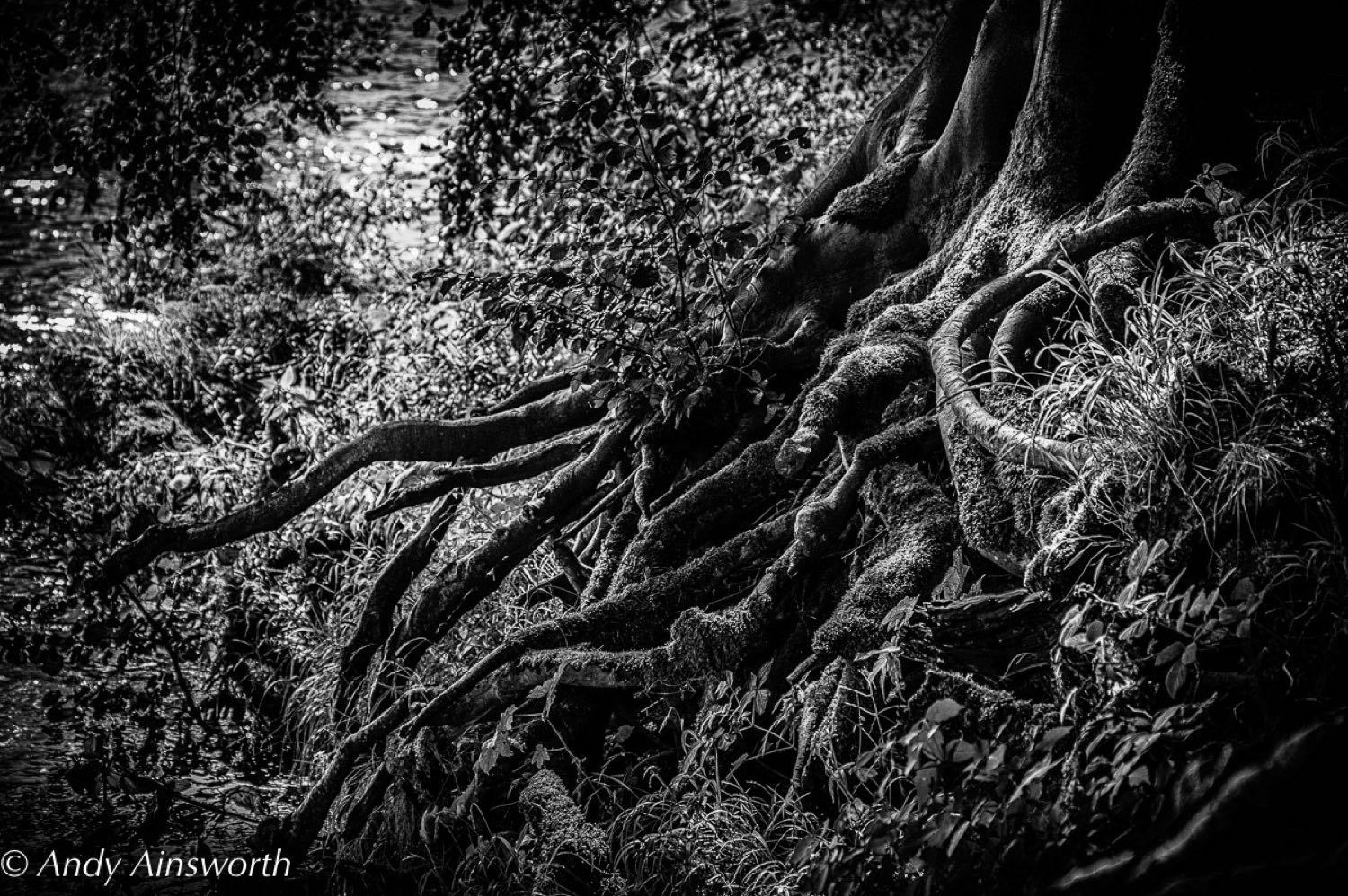 Photographs from Barden & the Strid
