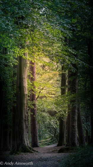 Barden & the Strid · photograph 006