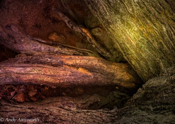 Barden & the Strid · photograph 007