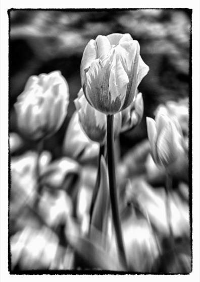 Knaresborough · photograph 040