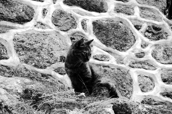 Molyvos, Greece · photograph 035