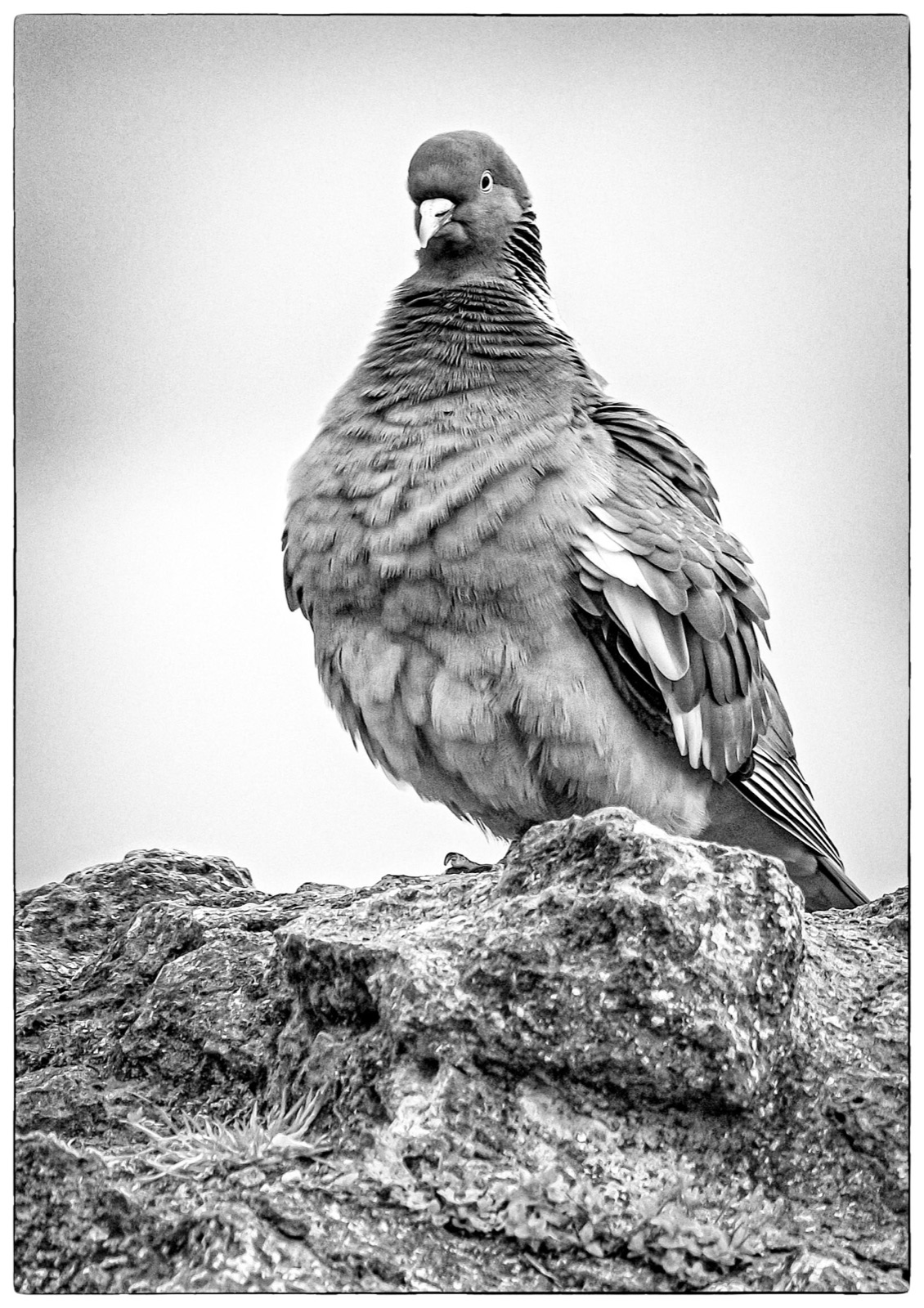 Pigeon puffed up on a stone ledge — Knaresborough wildlife portrait