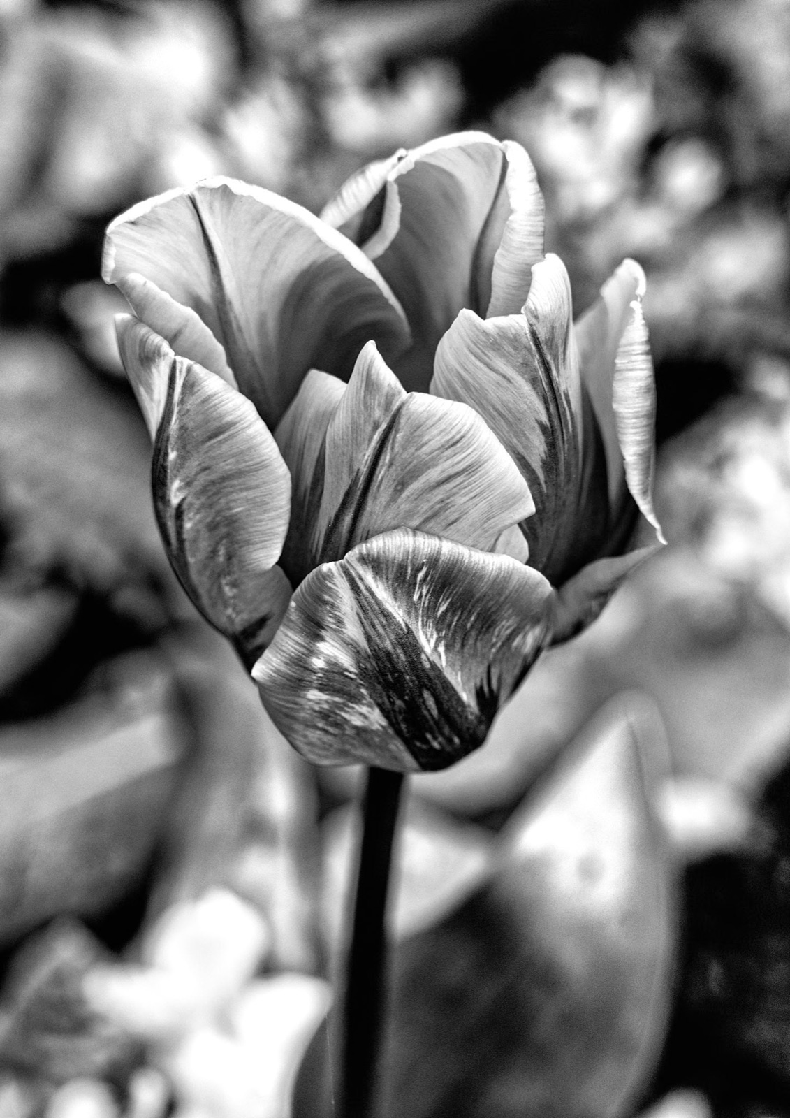 Striped tulip in close-up — monochrome flower study from a Knaresborough walk