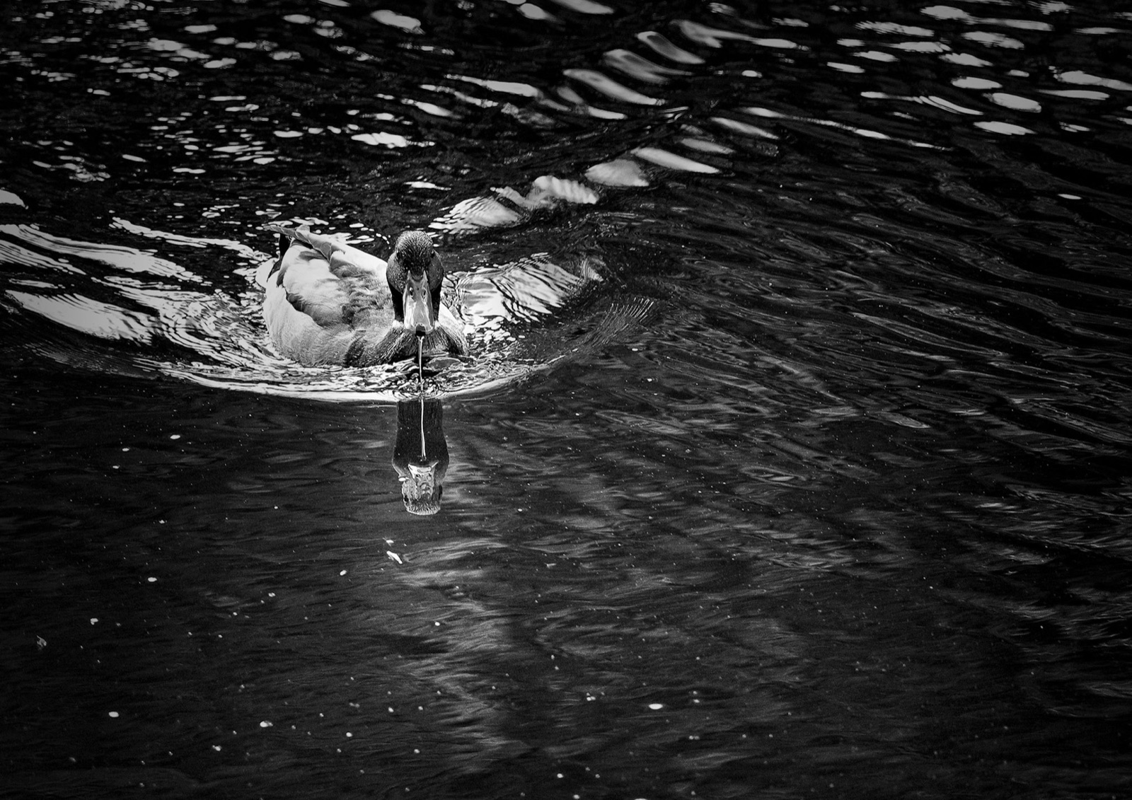 Duck carving a ripple trail across dark water — River Nidd, Knaresborough