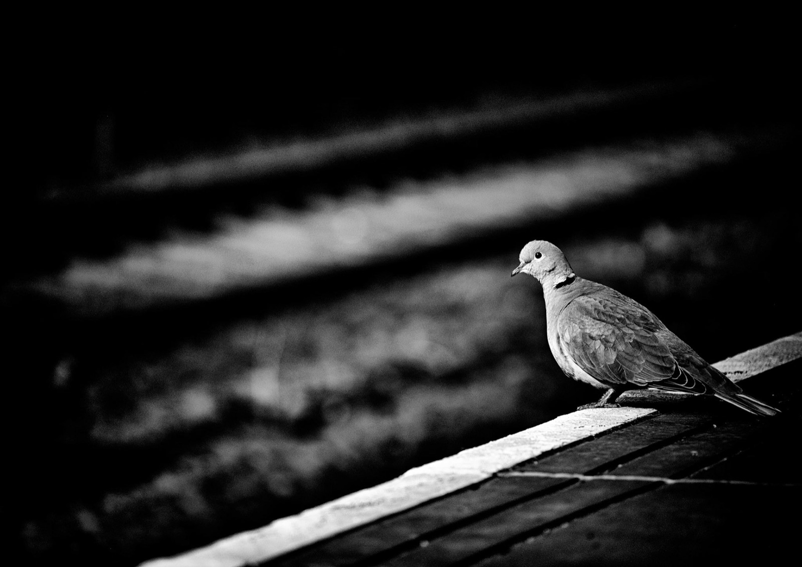 Collared dove perched on a rail — quiet moment on a Knaresborough walk