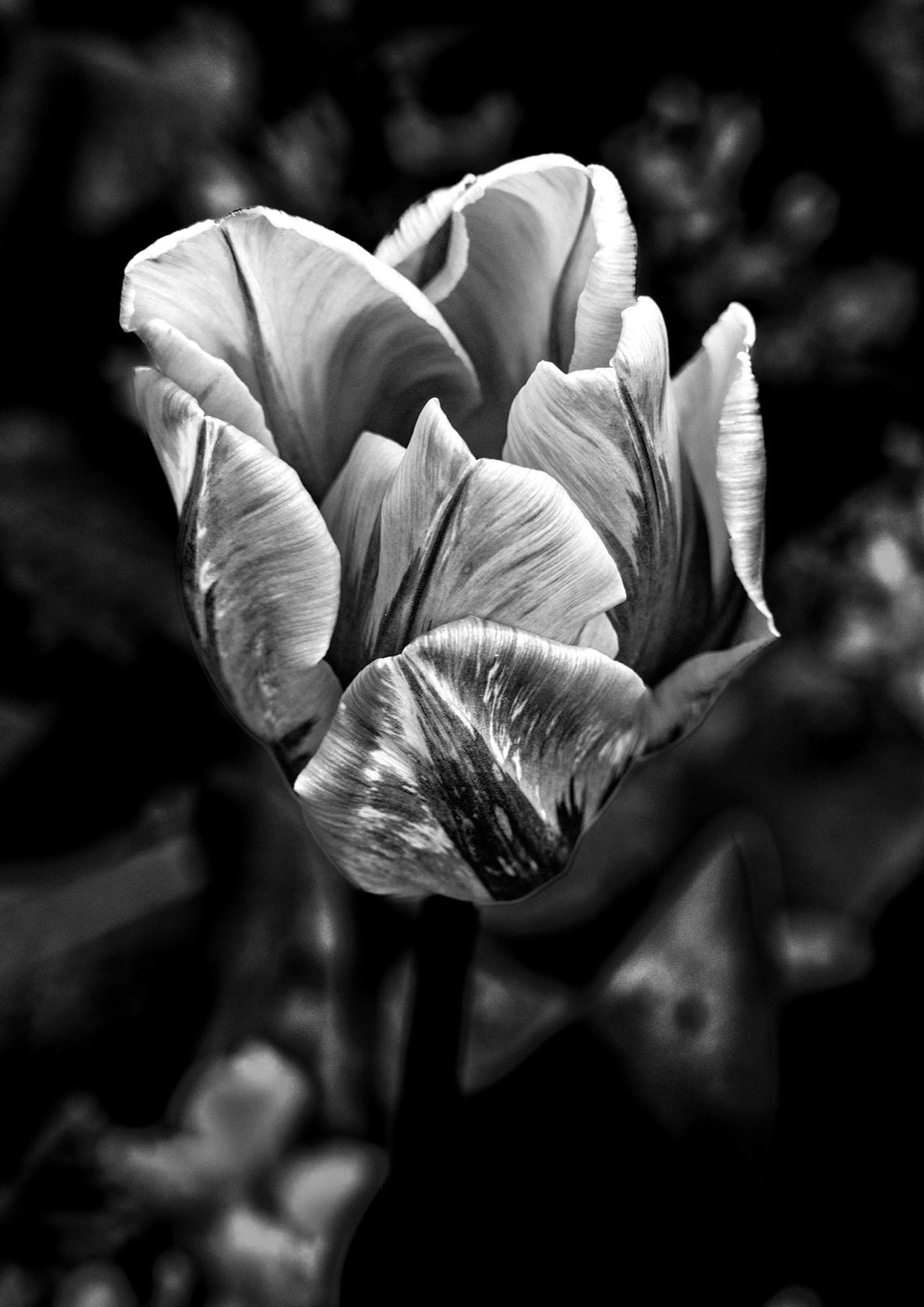 Two-tone tulip close-up in monochrome — from a Knaresborough spring walk
