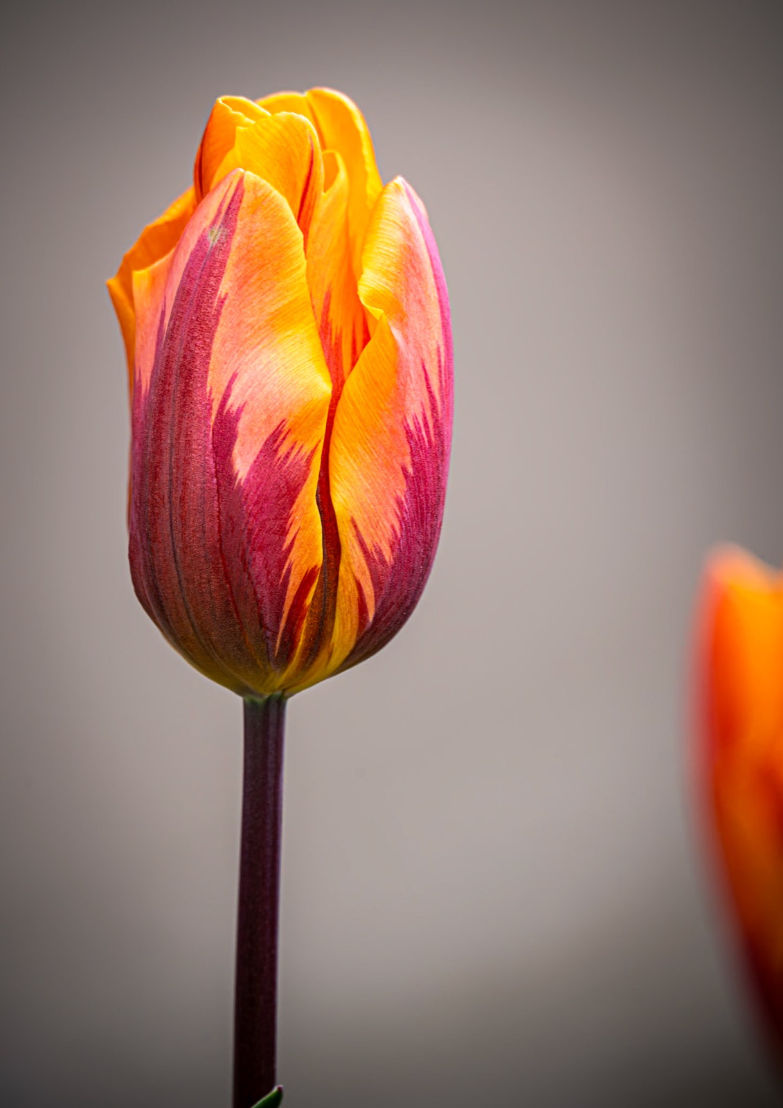 Orange and yellow tulip glowing against a grey morning — Knaresborough in colour