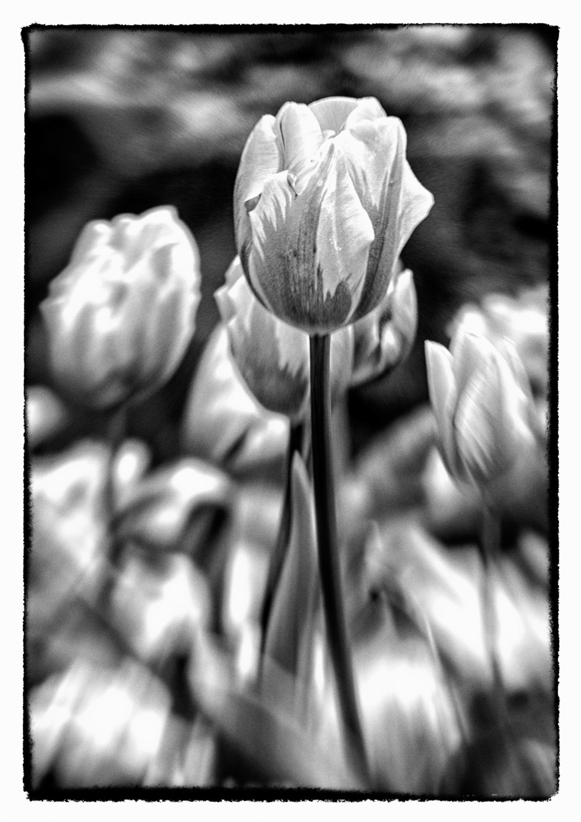 White tulips in a sketch-style treatment — Knaresborough flower study